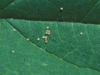 Euplexia lucipara 2, Levervlek, Vlinderstichting-Nely Honig