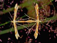 Gillmeria pallidactyla 1, Saxifraga-Ab H Baas