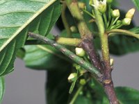 Hemithea aestivaria 1, Kleine zomervlinder, Saxifraga-Frits Bink