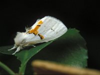 Leucodonta bicoloria, White Prominent