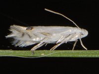 Leucoptera spartifoliella 1, Bremsneeuwmot, Saxifraga-Ab H Baas