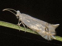 Leucoptera spartifoliella 2, Bremsneeuwmot, Saxifraga-Ab H Baas