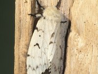 Lymantria dispar 4, Plakker, female, Saxifraga-Frits Bink