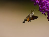 Kolibrievlinder  kolibrievlider op vlinderstruik : Macroglossum stellatarum