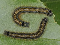 Malacosoma neustria 7, Ringelrups, caterpillar, Saxifraga-Ab H Baas