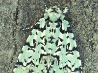 Moma alpium 2, Gevlekte groenuil, Vlinderstichting-Nely Honig