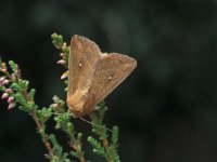 Mythimna albipuncta 1, Witstipgrasuil, Vlinderstichting-Nely Honig