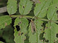 Nematopogon robertella 3, Naaldboslangsprietmot, Saxifraga-Ab H Baas