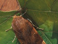 Noctua fimbriata 2, Breedbandhuismoeder, Vlinderstichting-Nely Honig