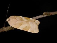 Noctua fimbriata 3, Breedbandhuismoeder, Saxifraga-Peter Gergely