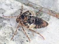 Operophtera brumata 13, Kleine wintervlinder, Saxifraga-Ab H Baas
