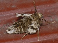 Operophtera brumata 16, Kleine wintervlinder, Saxifraga-Ab H Baas