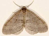 Operophtera brumata 18, Kleine wintervlinder, Saxifraga-Ab H Baas