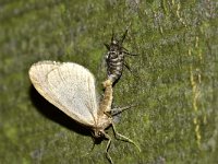 Operophtera brumata 24, Kleine wintervlinder, Saxifraga-Peter Gergely