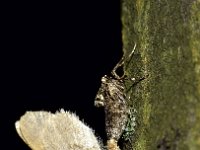 Operophtera brumata 29, Kleine wintervlinder, Saxifraga-Peter Gergely