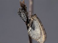 Operophtera brumata 5, Kleine wintervlinder, Saxifraga-Frits Bink