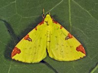 216_10, Opisthograptis lut : Hagedoornvlinder, Opisthograptis luteolata, Brimstone Moth
