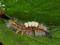 Orgyia antiqua #48067 : Orgyia antiqua, Witvlakvlinder, Rusty tussock moth, caterpillar