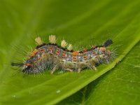 Orgyia antiqua 01 #12403 : Orgyia antiqua, Witvlakvlinder, Rusty tussock moth, caterpillar