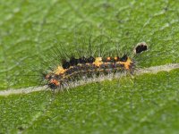 Orgyia antiqua #08635 : Orgyia antiqua, Witvlakvlinder, Rusty tussock moth, caterpillar