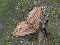 227_03, Scotopteryx mucrona : Orthonama vittata, Oblique Carpet, Moeraswalstrospanner