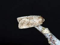 Orthosia gracilis 1, Sierlijke voorjaarsuil, Saxifraga-Peter Gergely