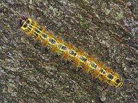 185_02, Phalera bucephala : Phalera bucephala, Wapendrager, Buff-tip, caterpillar