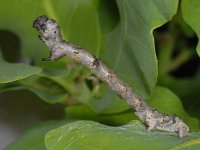 Phigalia pilosaria #12099 : Pale Brindled Beauty, Perentak, Phigalia pilosaria, caterpillar