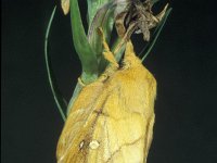 Philudoria potatoria 2, Saxifraga-Frits Bink