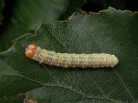 Polyploca ridens 01 N3297 : Polyploca ridens, Frosted Green, Groenige orvlinder, caterpillar