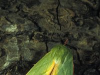 Pseudoips prasinana 2, Zilveren groenuil, Vlinderstichting-Nely Honig