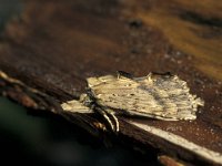 Pterostoma palpina 1, Snuitvlinder, Vlinderstichting-Nely Honig
