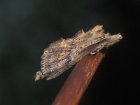 Pterostoma palpina 2, Snuitvlinder, Vlinderstichting-Nely Honig