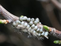 Saturnia pavonia 16, Nachtpauwoog, eggs, Saxifraga-Kars Veling