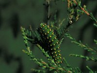 Saturnia pavonia 3, Nachtpauwoog, Vlinderstichting-Nely Honig