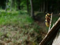 Sesia apiformis 11, Hoornaarvlinder, Saxifraga-Mark Zekhuis