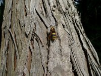 Sesia apiformis 8, Hoornaarvlinder, Saxifraga-Mark Zekhuis
