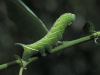 Smerinthus ocellata, Eyed Hawk-Moth