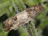 Spilonota ocellana, Bud Moth