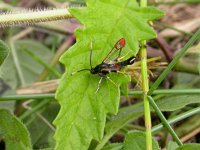 Synanthedon formicaeformis, Red-tipped Clearwing