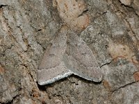 Theria rupicapraria 1, Late meidoornspanner, Saxifraga-Peter Gergely