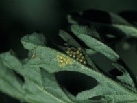 Tyria jacobaeae 9, Sint-jacobsvlinder, Vlinderstichting-Nely Honig