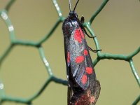 Mating Six-spot Burnets (Zygaena filipendulae) on green wire netting  Mating Six-spot Burnets (Zygaena filipendulae) on green wire netting : closeup, close up, insect, macro, Europe European, Holland, Dutch, mating, Netherlands, Six-spot Burnet, summer, wire netting, Zygaena transalpina, couple, 2, black, butterflies, butterfly, moth, natural, nature, pair, red spot, summertime, two