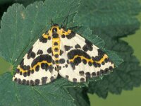 Abraxas grossulariata 2, Bonte bessenvlinder, female, Saxifraga-Frits Bink