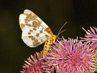 170_06, Abraxas sylvata : Porseleinvlinder, Abraxas sylvata