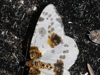 Abraxas sylvata 4, Porseleinvlinder, Saxifraga-Rutger Barendse