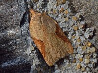 Acleris ferrugana