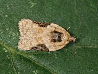 Acleris lacordairana