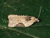 Acleris lacordairana 2, Saxifraga-Zoran Bosovic