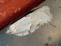 Acleris logiana
